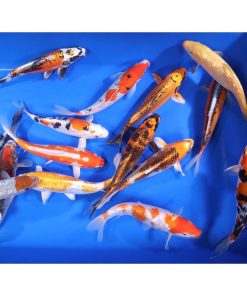 Alternative view of Premium Select Koi 8-10"