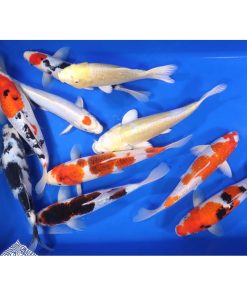 Premium Select Koi 10-12"