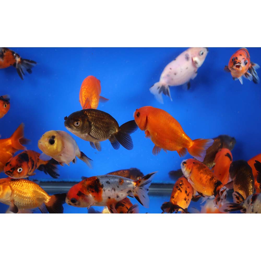 Mixed Ranchu Goldfish SM - Image 3