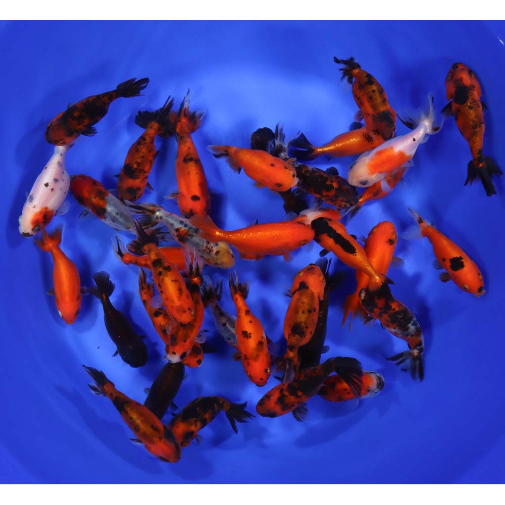 Mixed Ranchu Goldfish SM - Image 4