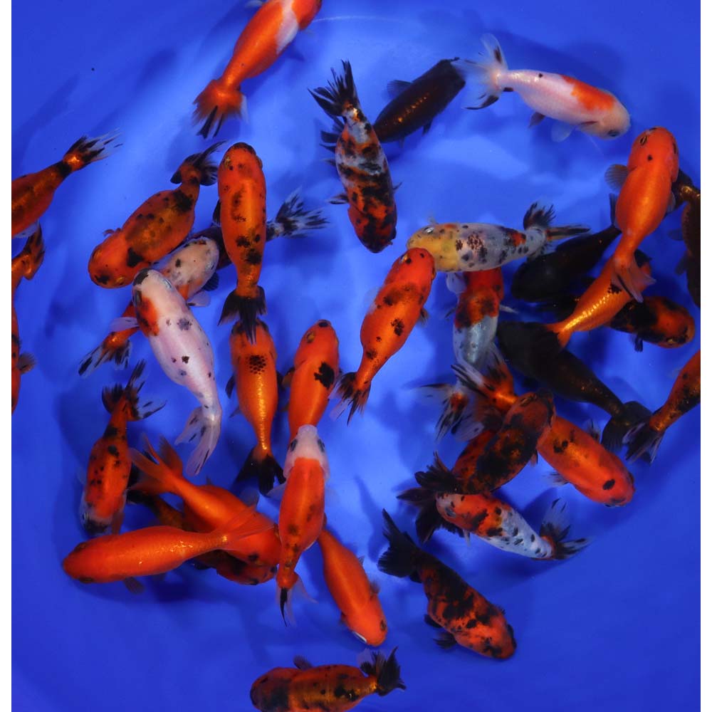 Mixed Ranchu Goldfish SM - Image 5