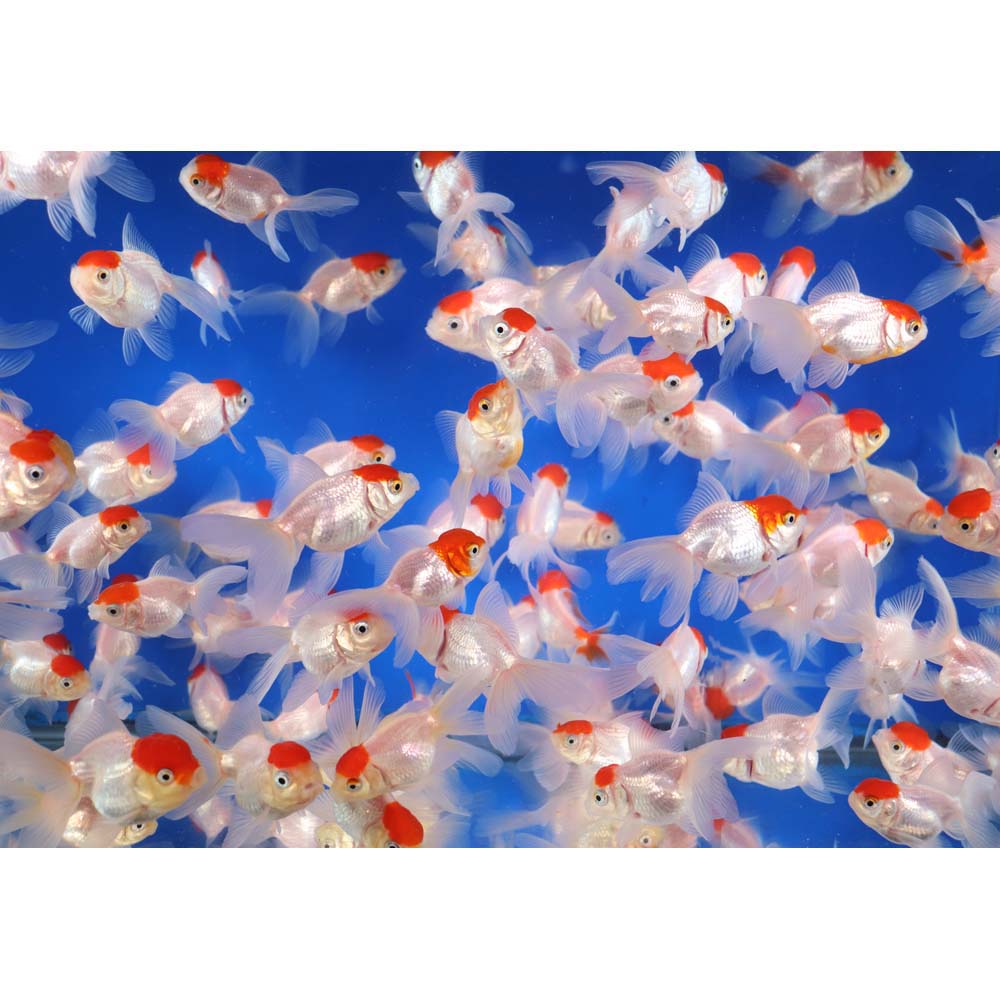 Redcap Oranda Goldfish SM