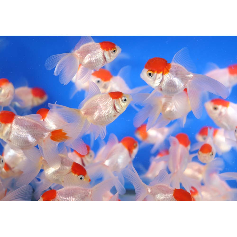 Alternative view of Redcap Oranda Goldfish SM