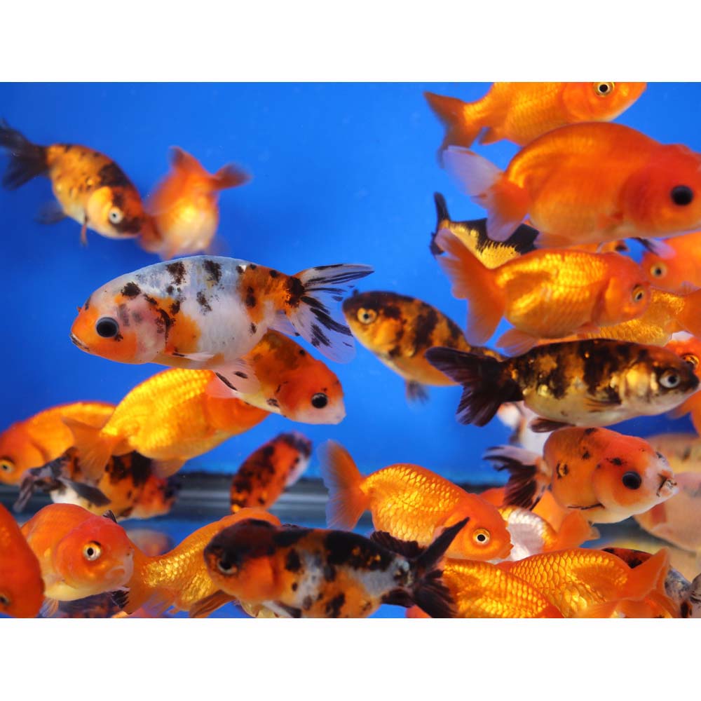Mixed Ranchu Goldfish MD - Image 3