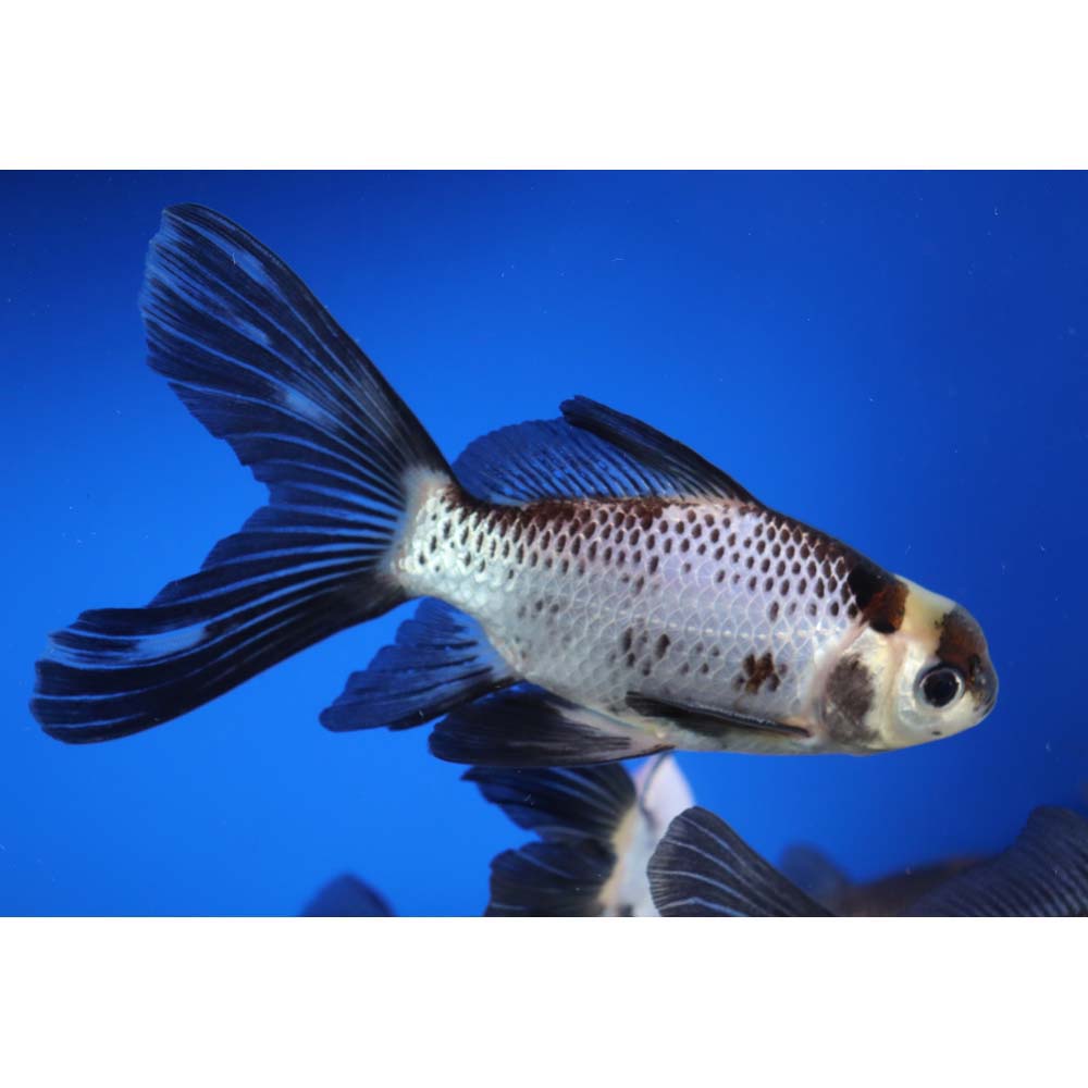 Panda Comet 5-6" - Image 3