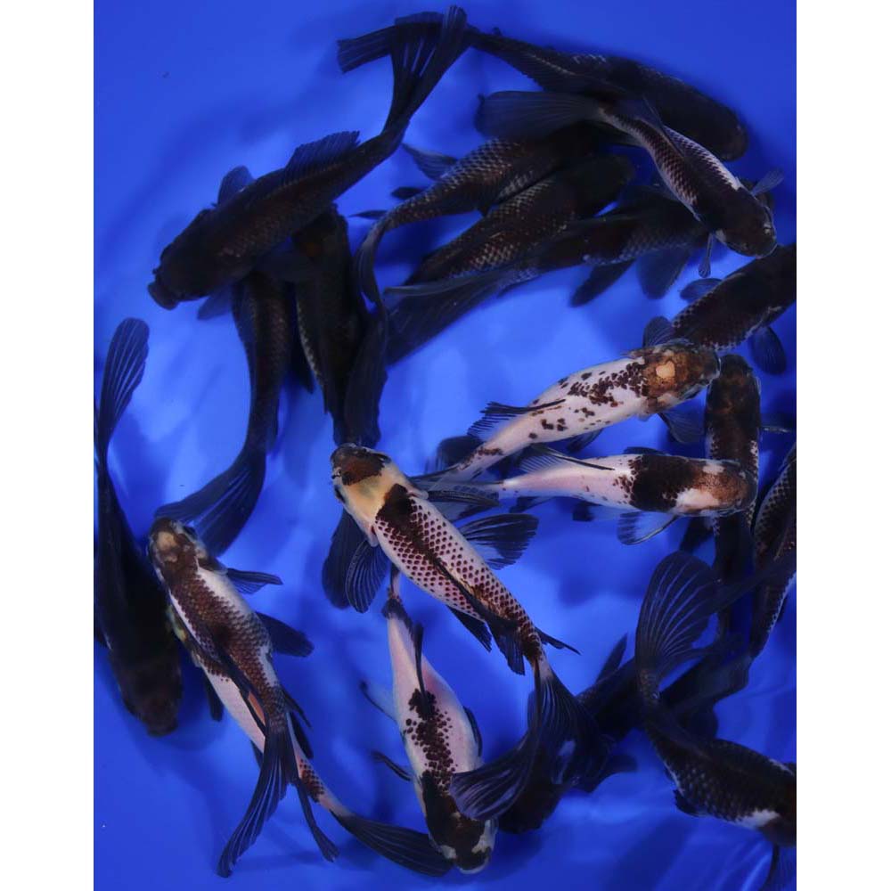 Panda Comet 5-6" - Image 4