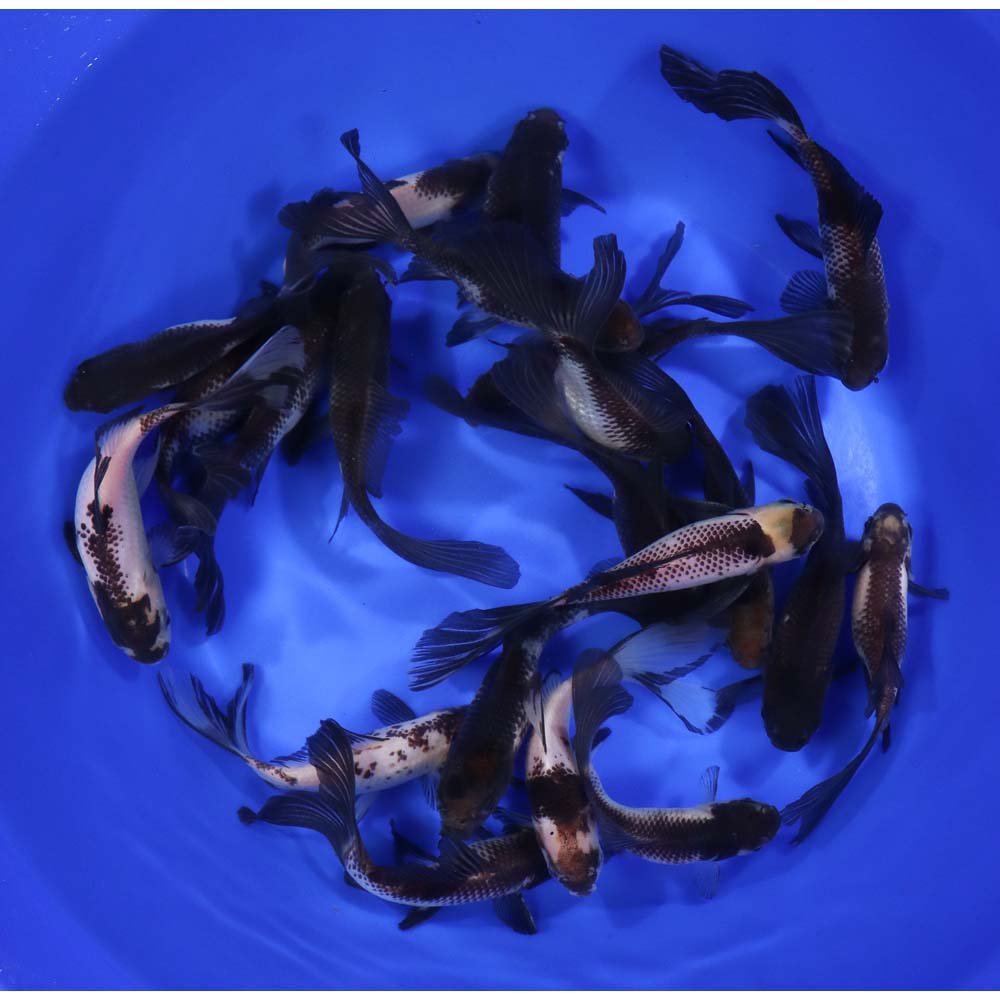 Panda Comet 5-6" - Image 5