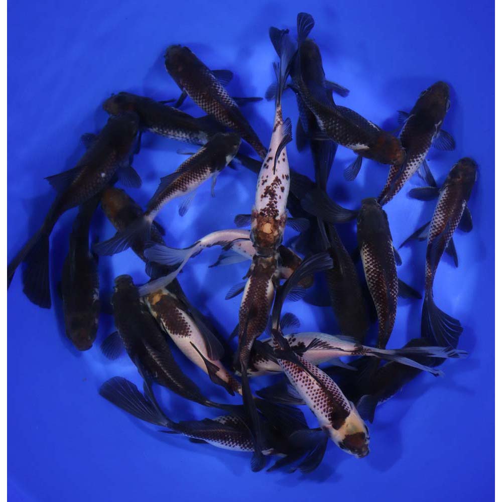 Panda Comet 5-6" - Image 6