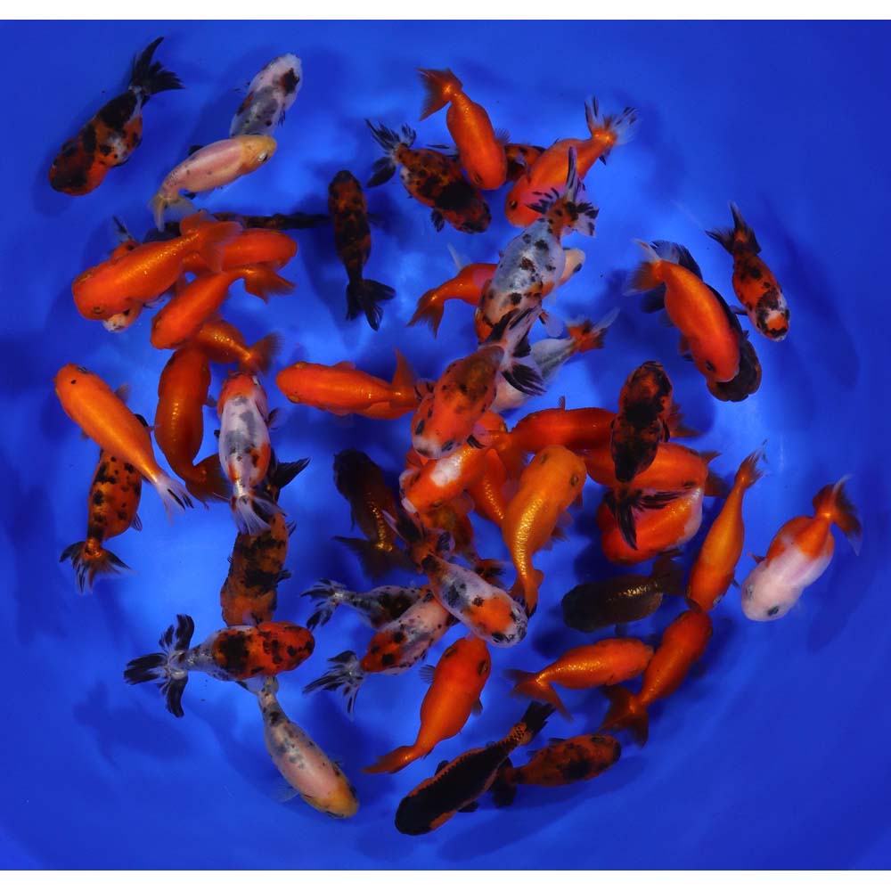 Mixed Ranchu Goldfish MD - Image 4