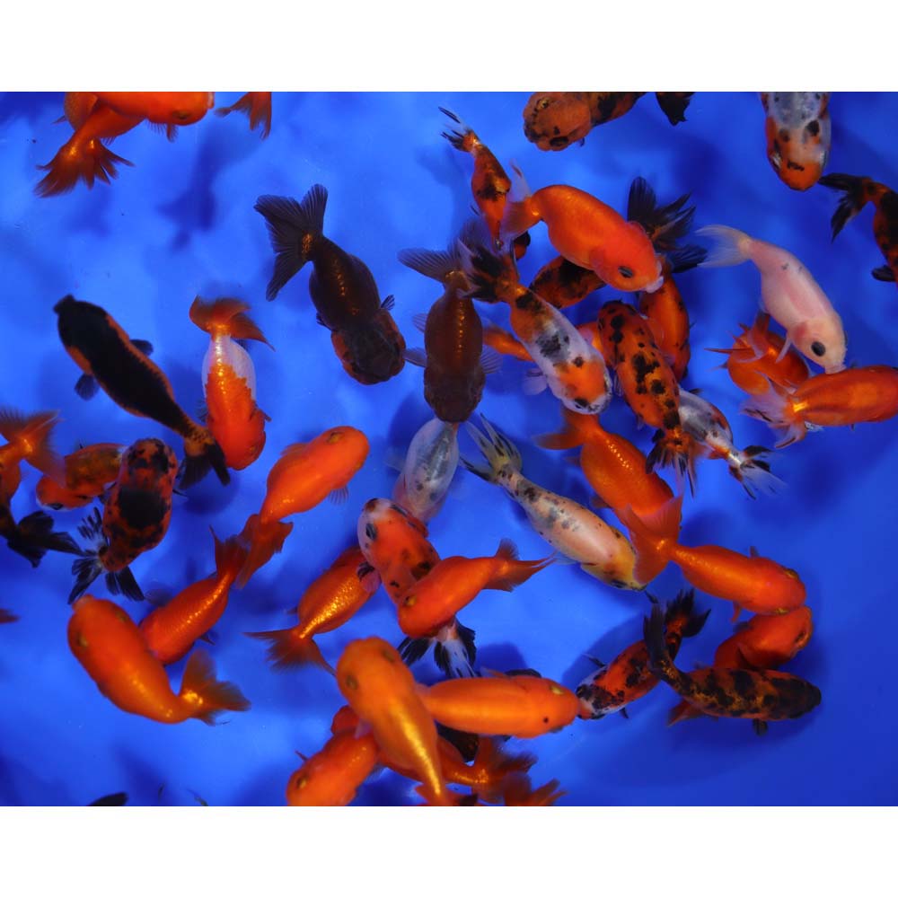 Mixed Ranchu Goldfish MD - Image 5