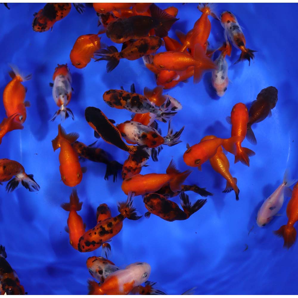 Mixed Ranchu Goldfish MD - Image 6