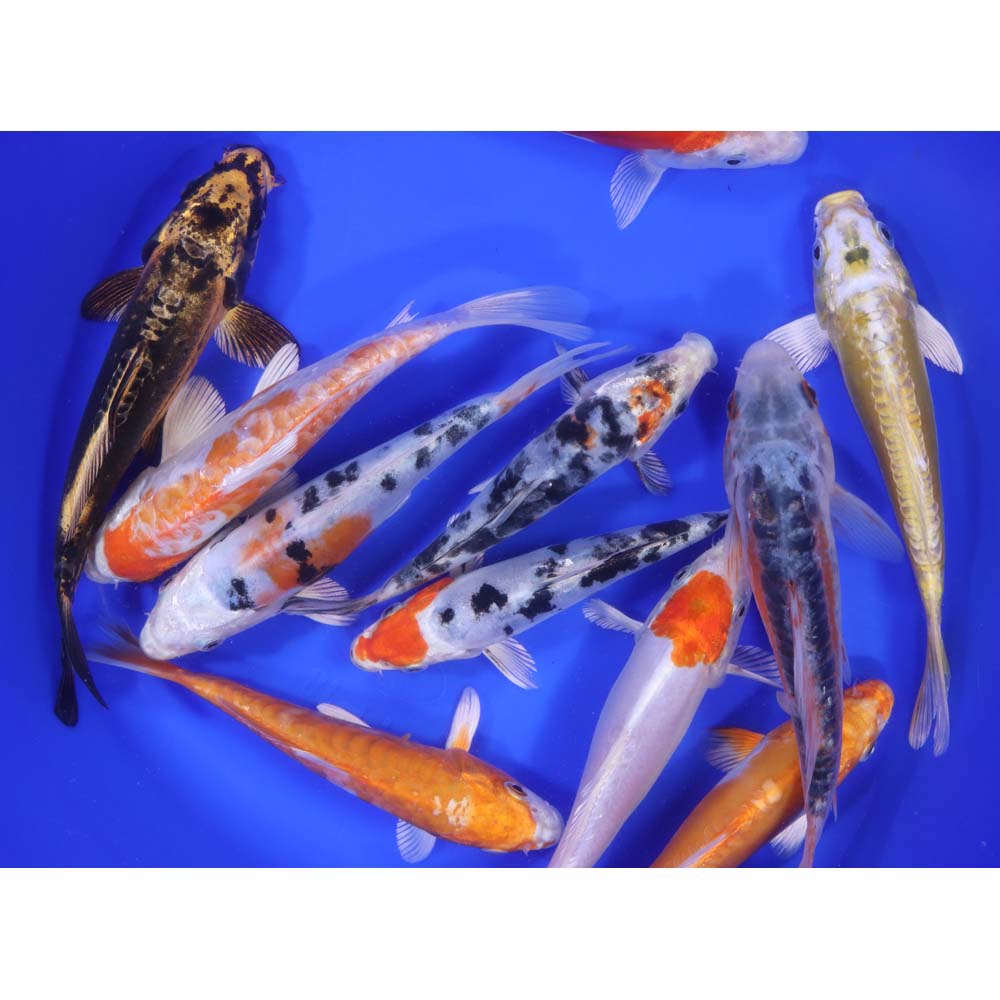 Alternative view of Doitsu Koi Mix 6-7"