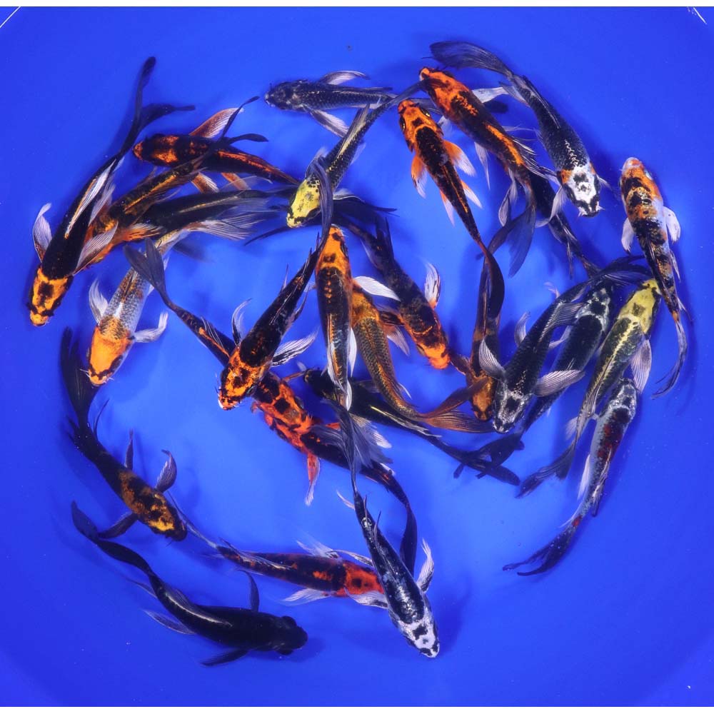 Skeleton Butterfly Koi 4-5"