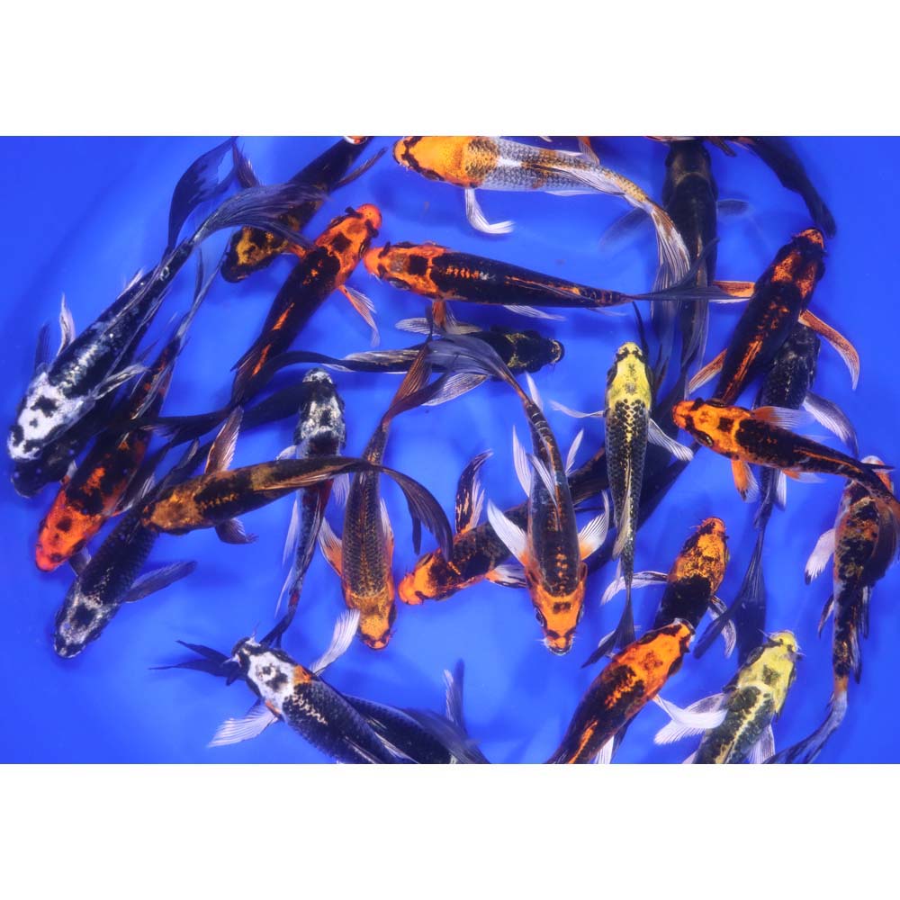 Alternative view of Skeleton Butterfly Koi 4-5"