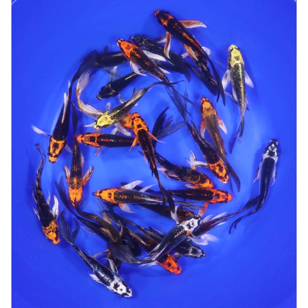 Skeleton Butterfly Koi 4-5" - Image 3