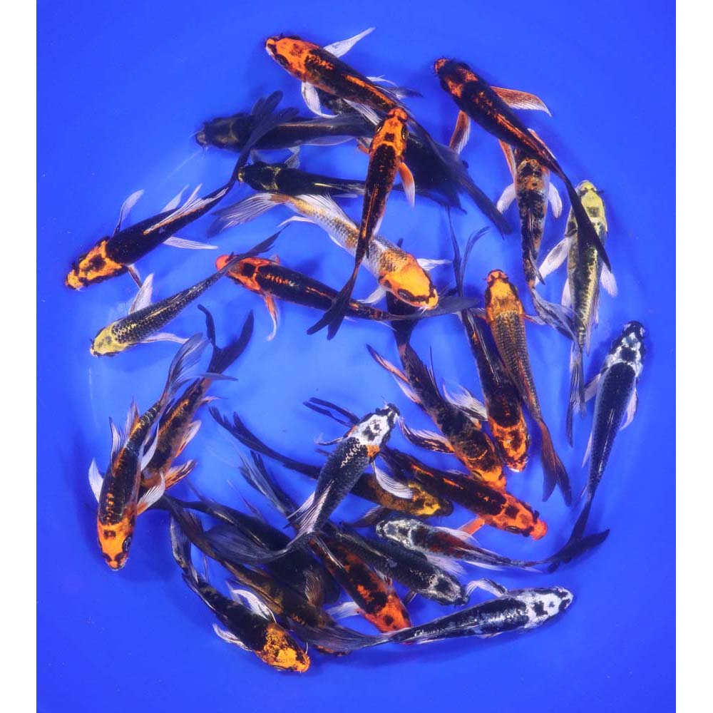 Skeleton Butterfly Koi 4-5" - Image 4