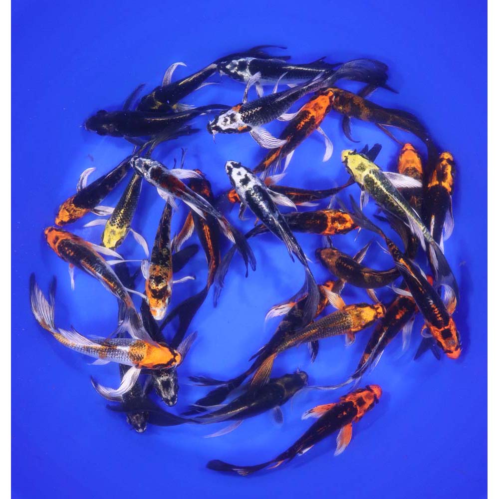 Skeleton Butterfly Koi 4-5" - Image 6