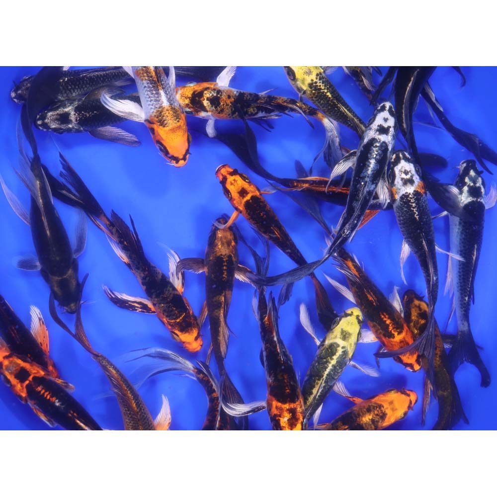 Skeleton Butterfly Koi 4-5" - Image 7