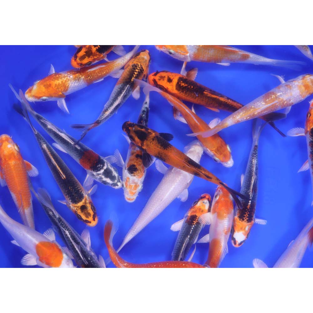 Alternative view of Hikari (Metallic) Koi Mix 4-5"