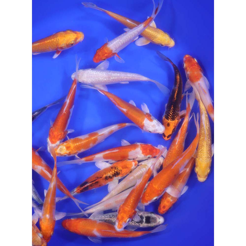 Alternative view of Hikari (Metallic) Koi Mix 5-6"