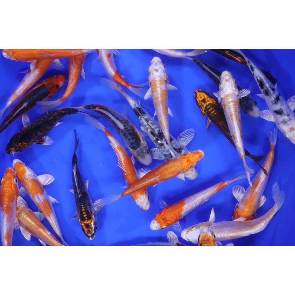 Alternative view of Doitsu Koi Mix 4-5"