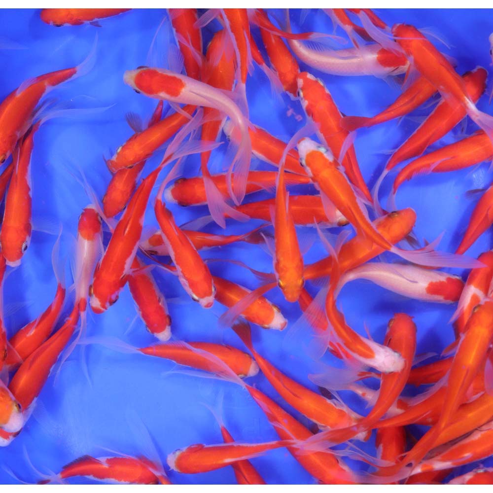 Alternative view of Sarasa Comet 3-4"