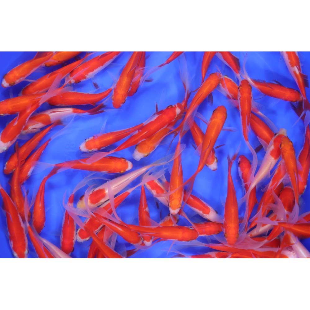 Sarasa Comet 3-4" - Image 3