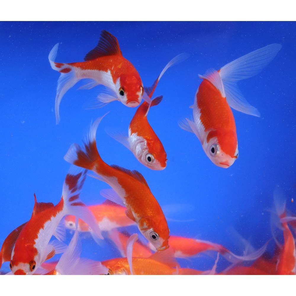 Sarasa Comet 3-4" - Image 4