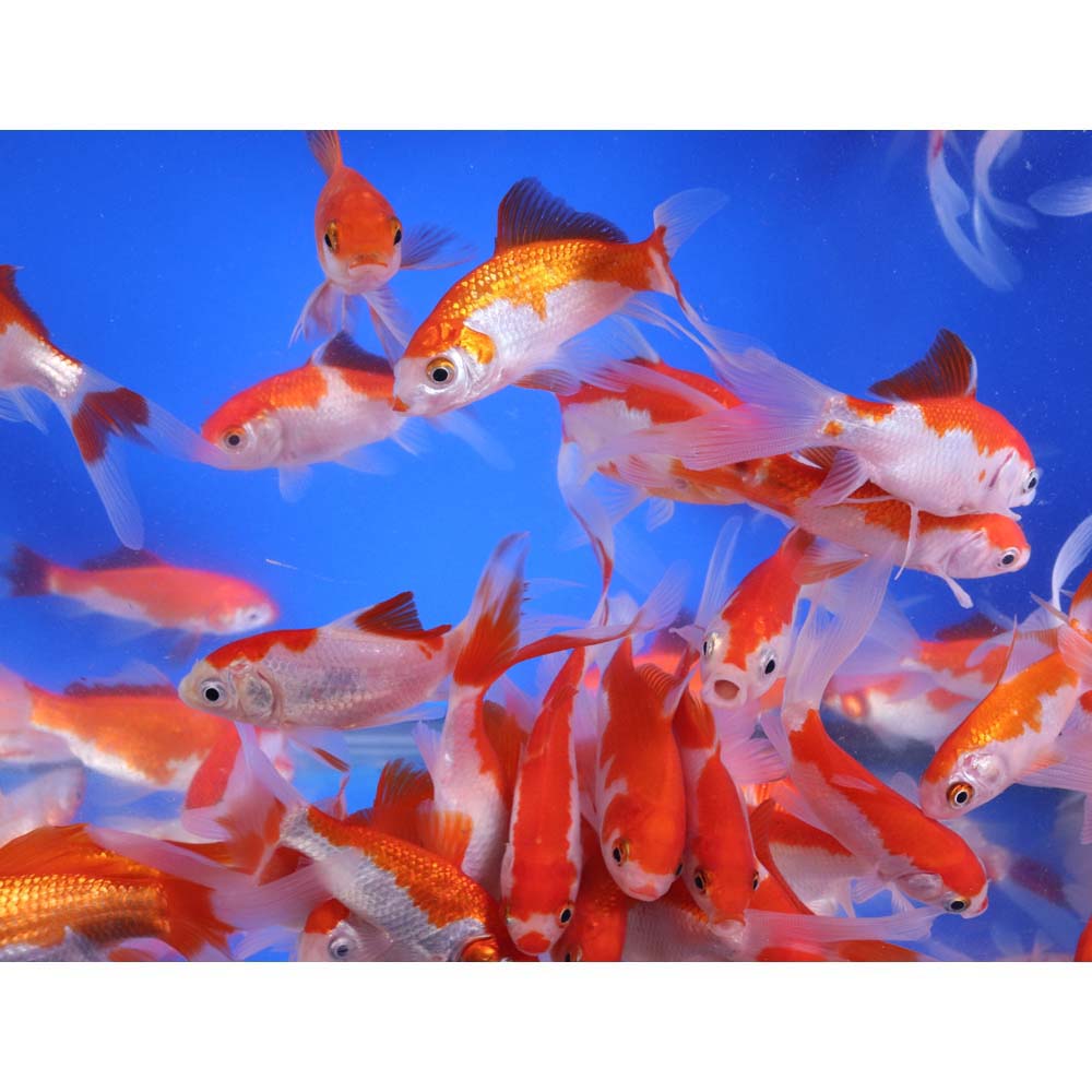 Sarasa Comet 3-4" - Image 5