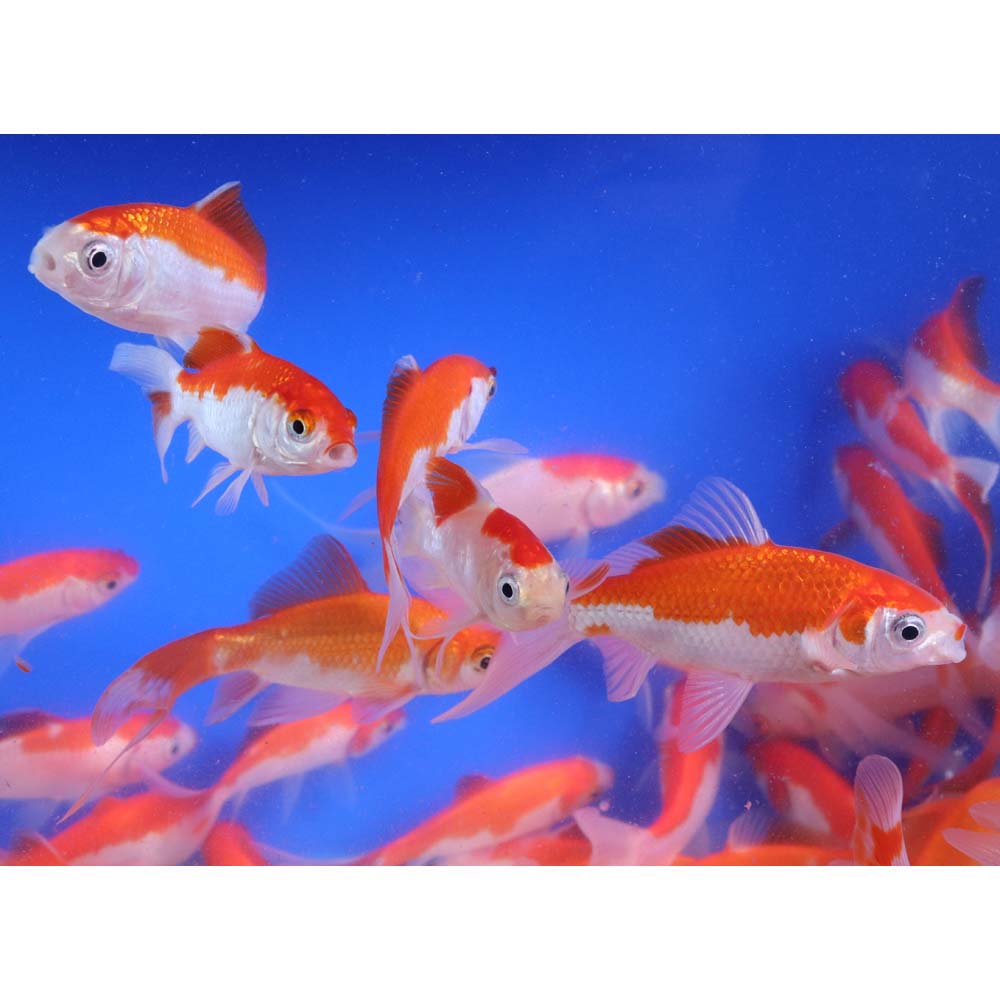 Sarasa Comet 3-4" - Image 6