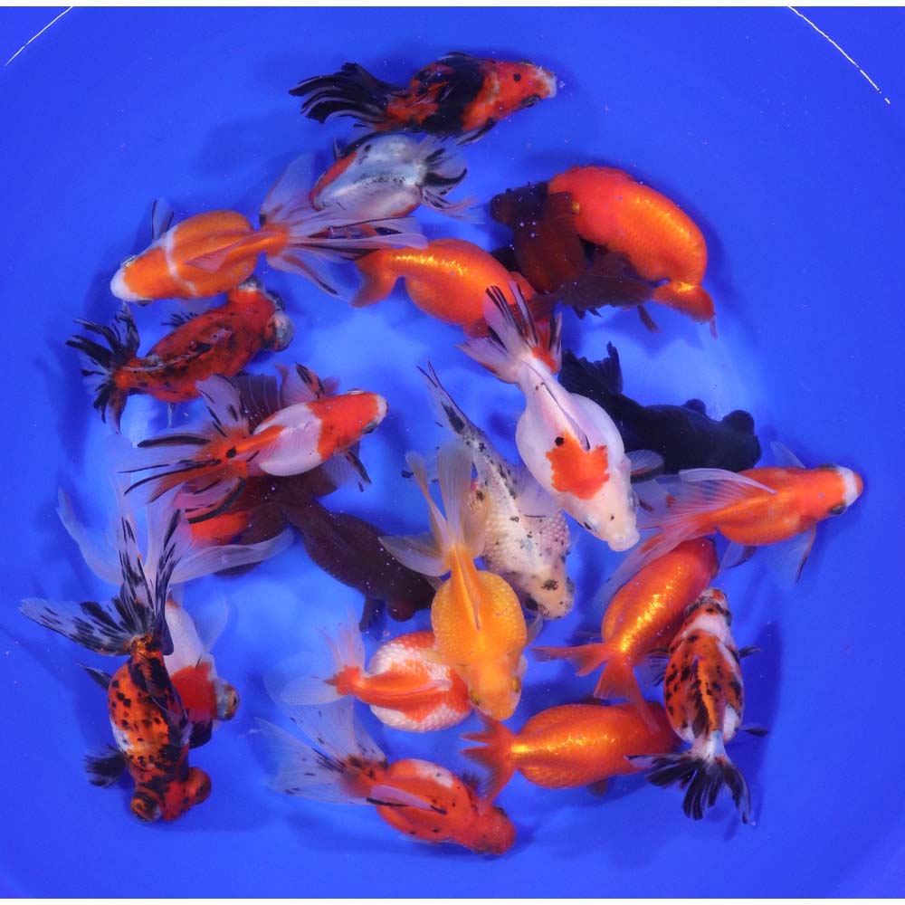 Mixed Fancy Goldfish LG