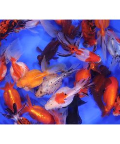 Alternative view of Mixed Fancy Goldfish LG