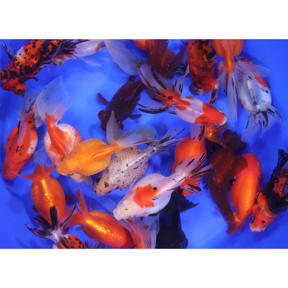 Mixed Fancy Goldfish LG - Image 2