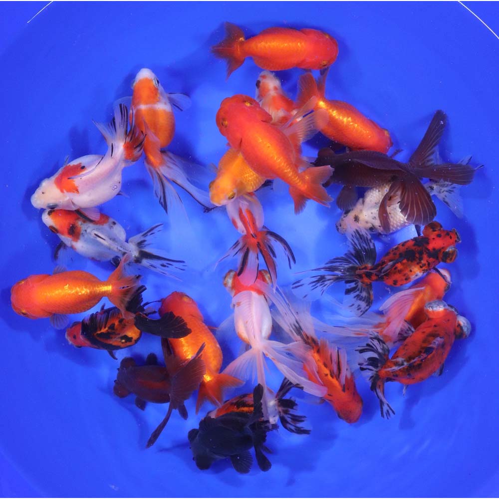 Mixed Fancy Goldfish LG - Image 3