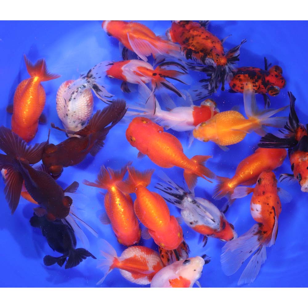 Mixed Fancy Goldfish LG - Image 4