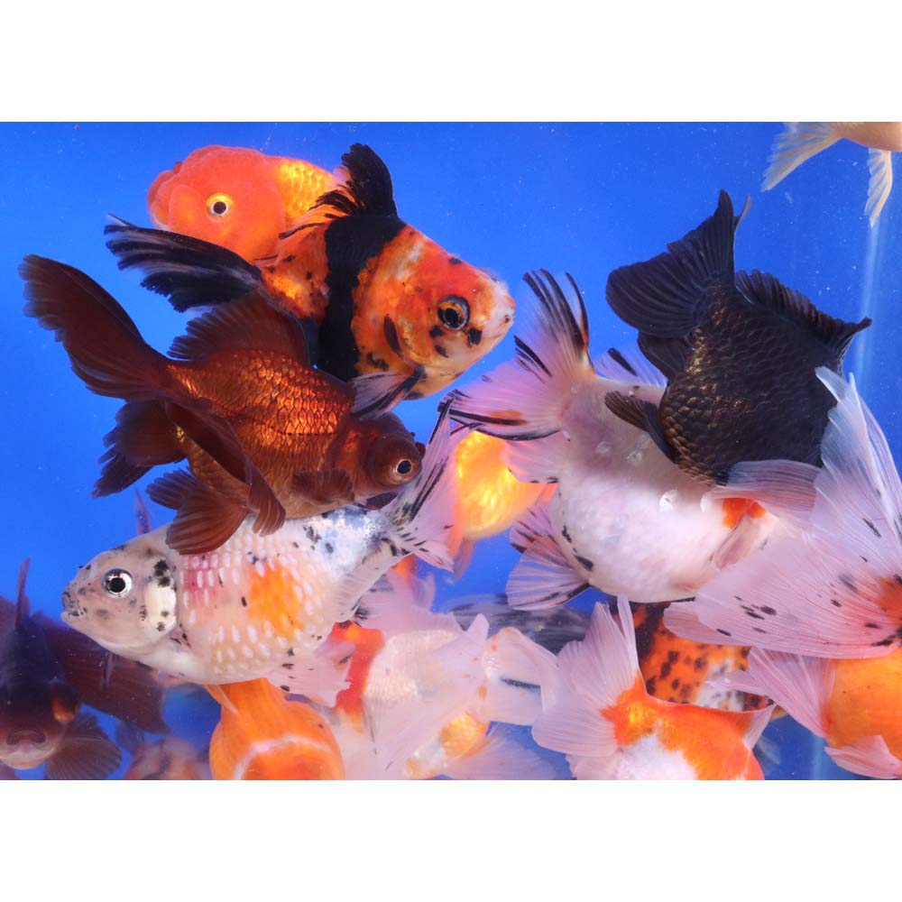 Mixed Fancy Goldfish LG - Image 5