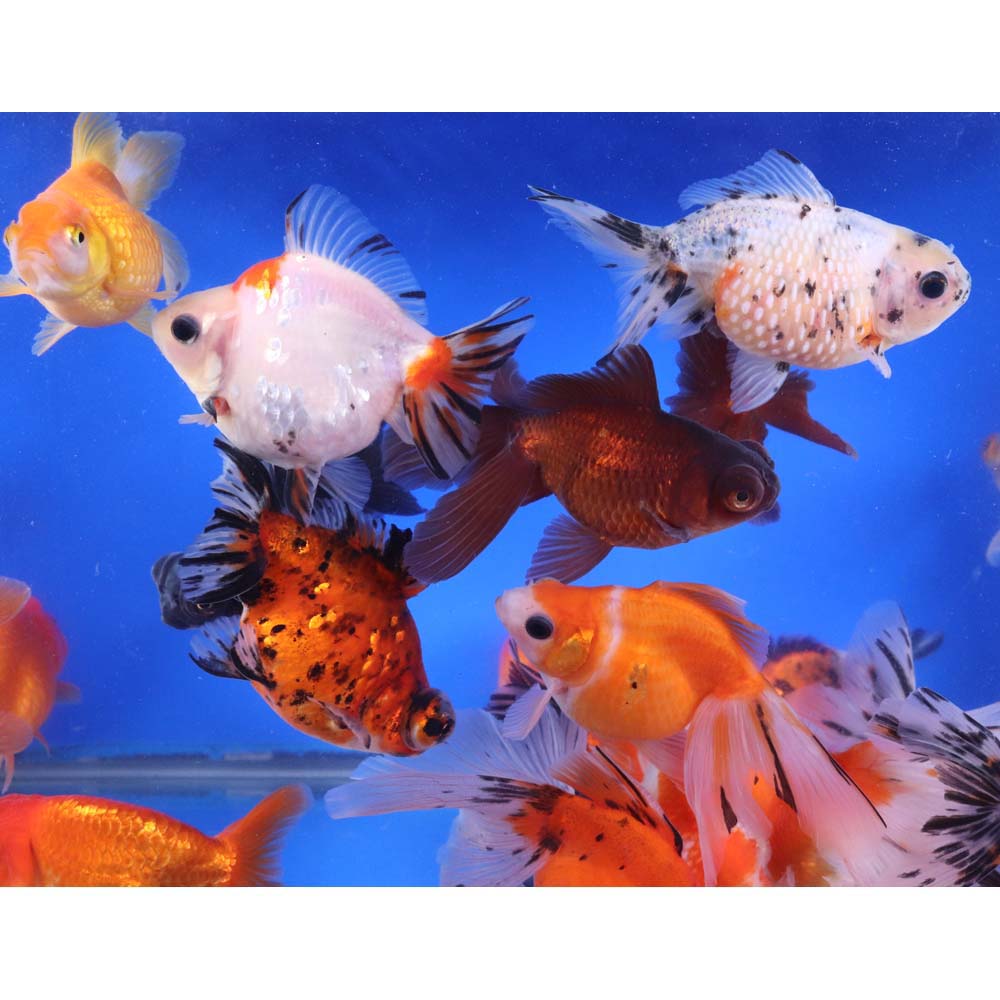Mixed Fancy Goldfish LG - Image 7
