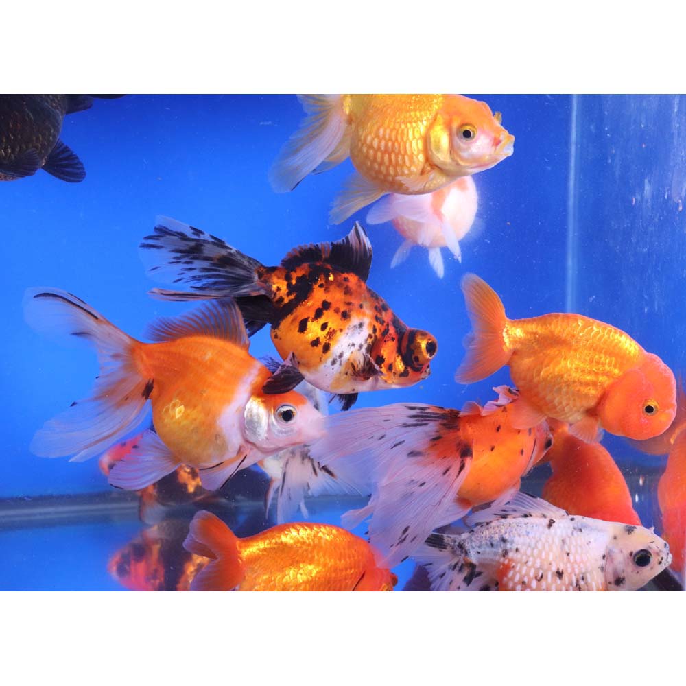 Mixed Fancy Goldfish LG - Image 9