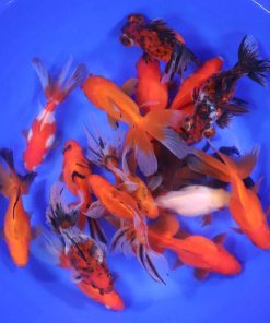 Mixed Premium Fantail Goldfish XL