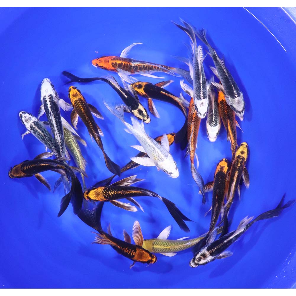 Alternative view of Skeleton Butterfly Koi 5-6"