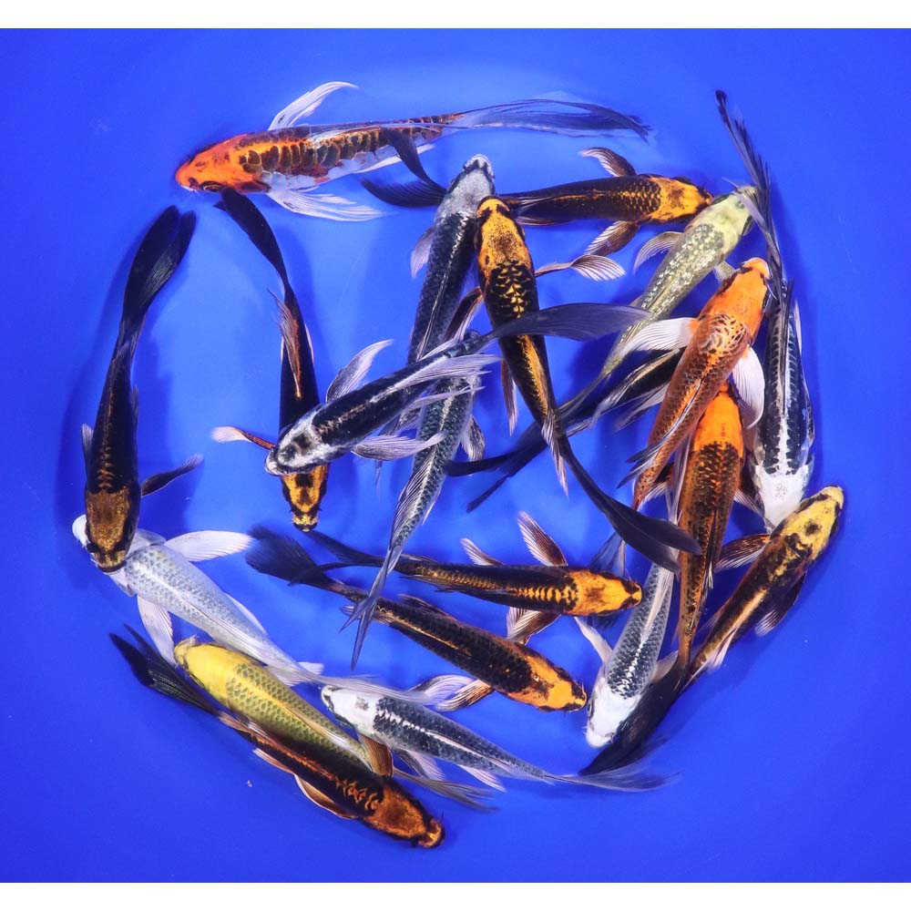 Skeleton Butterfly Koi 5-6" - Image 3