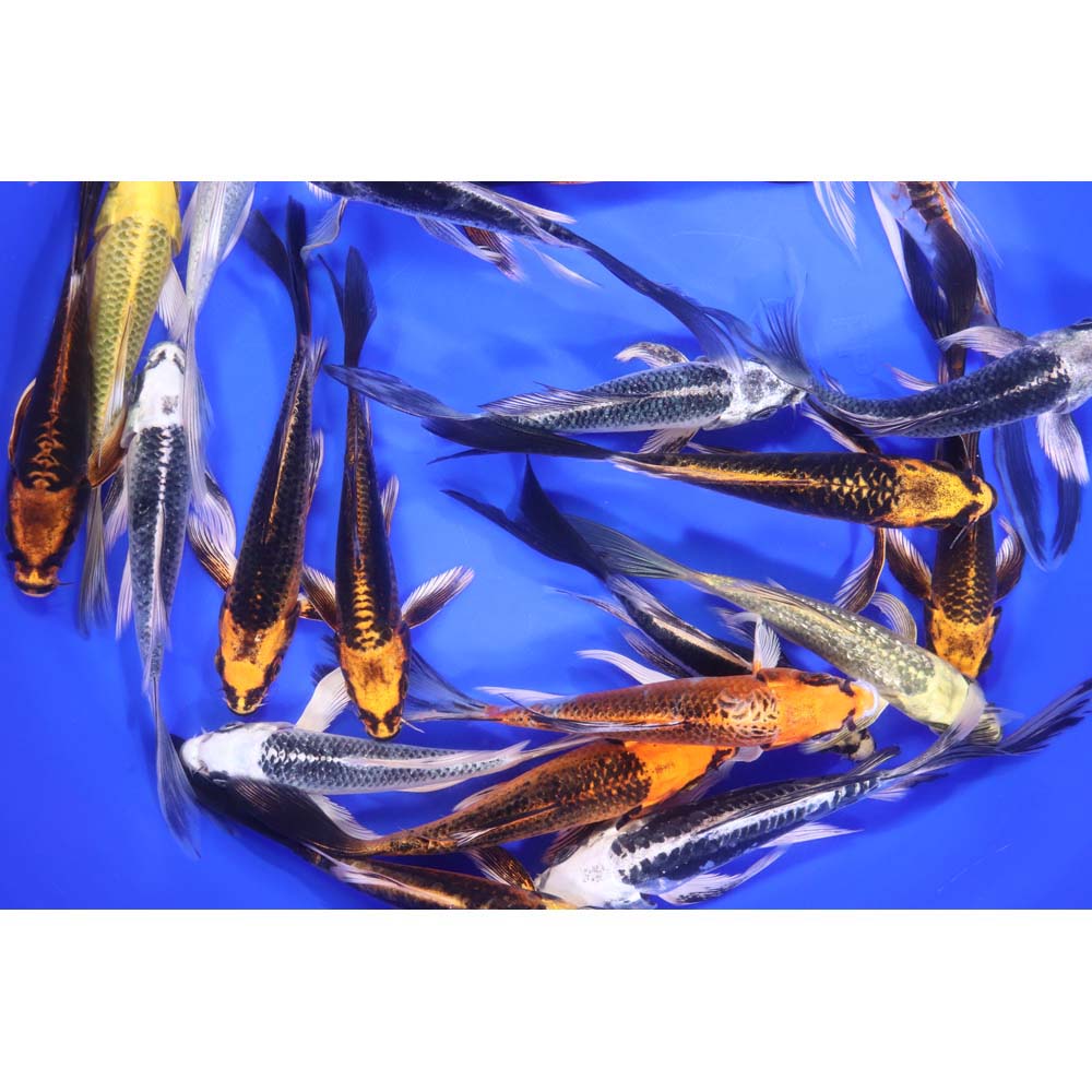 Skeleton Butterfly Koi 5-6" - Image 4