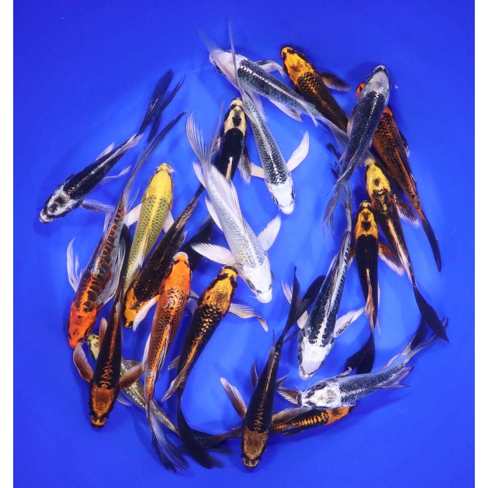 Skeleton Butterfly Koi 5-6" - Image 5