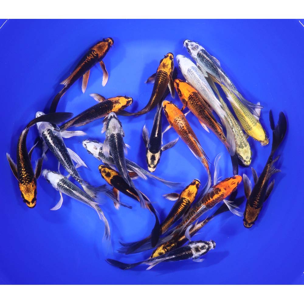 Skeleton Butterfly Koi 5-6" - Image 6