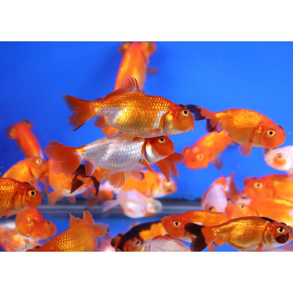 Mixed Bubble Eye Goldfish SM - Image 9