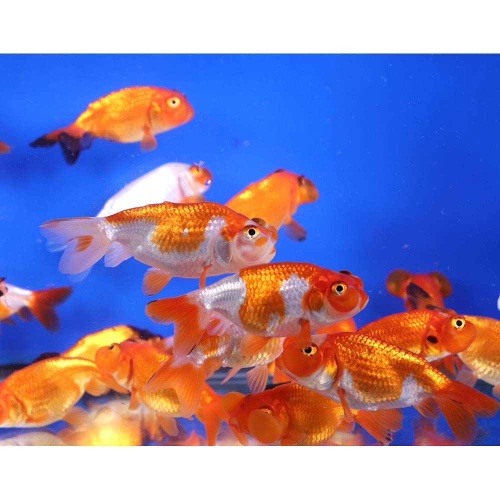 Mixed Bubble Eye Goldfish SM - Image 11