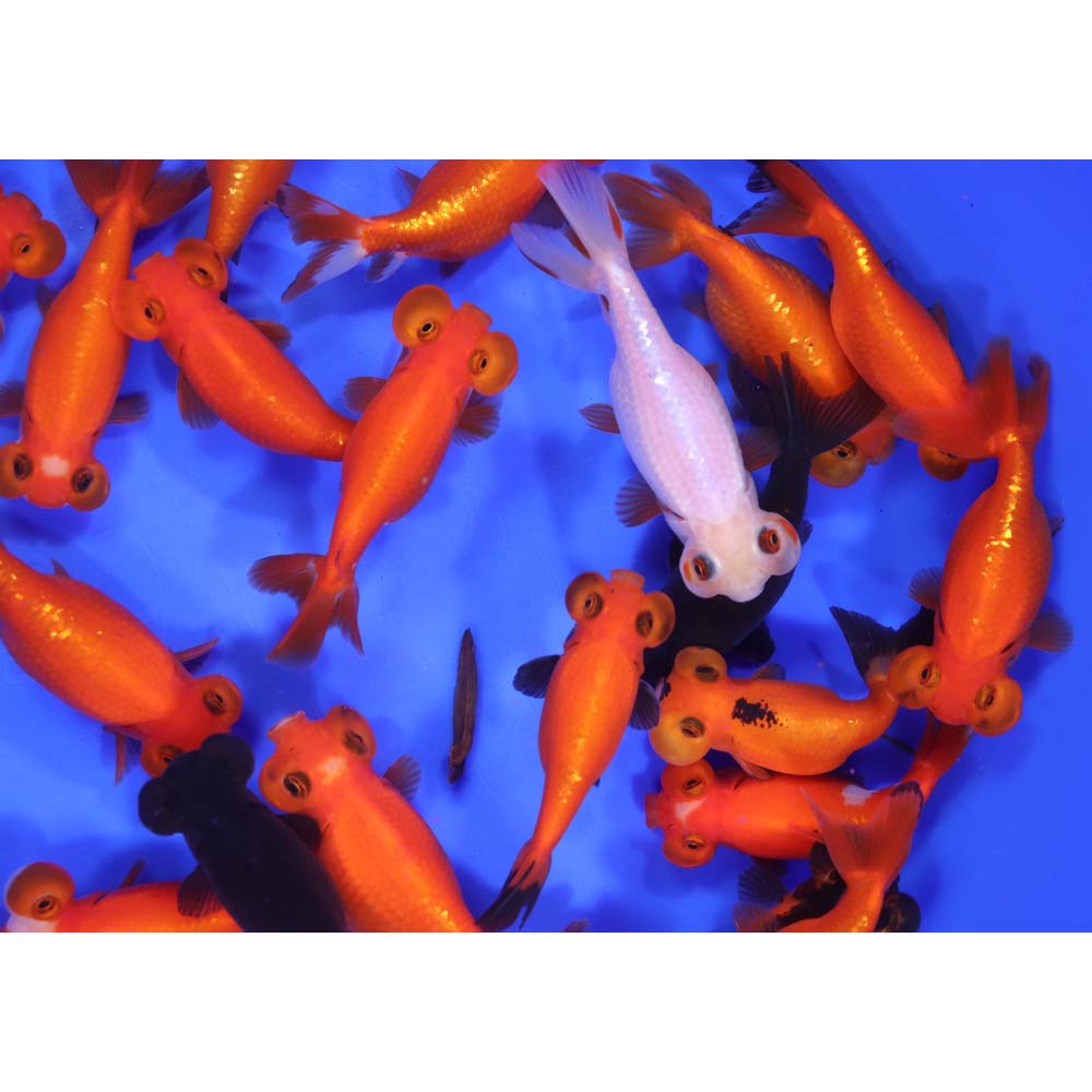 Alternative view of Mixed Bubble Eye Goldfish LG