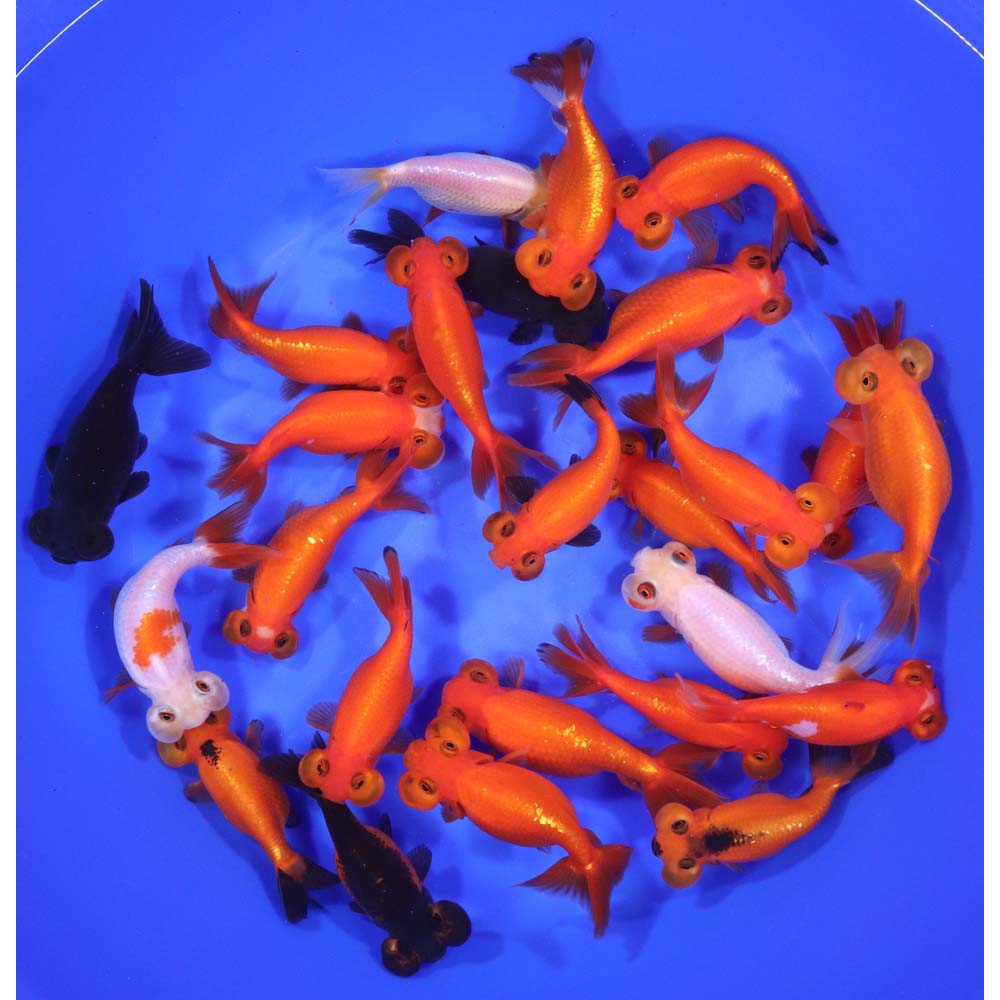 Mixed Bubble Eye Goldfish LG - Image 3