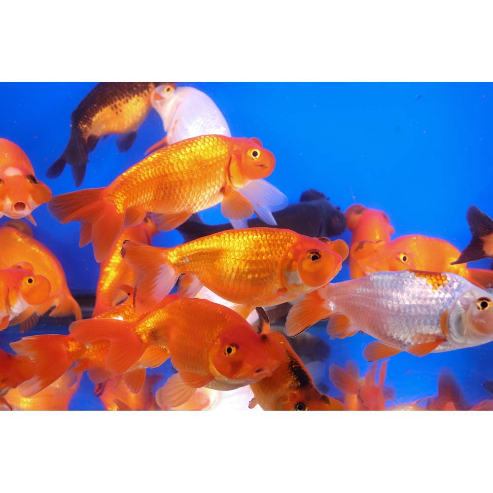 Mixed Bubble Eye Goldfish LG - Image 5