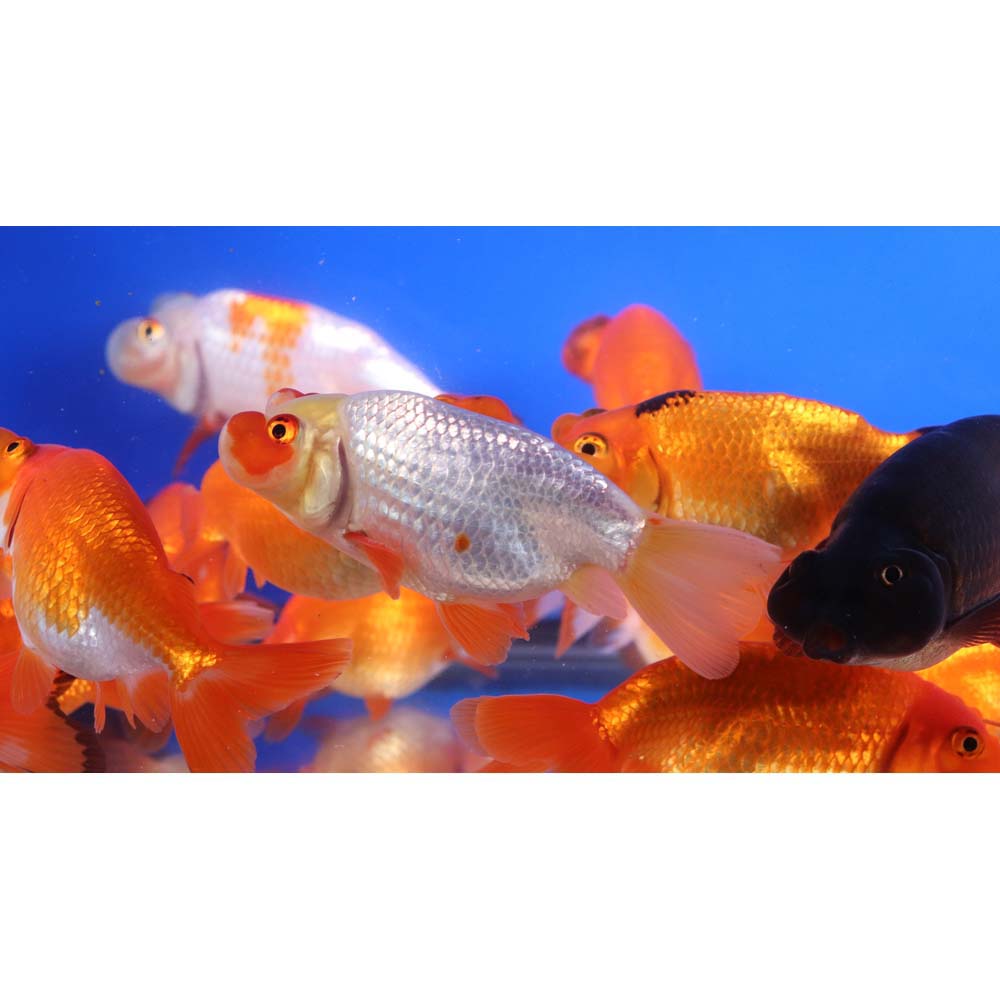 Mixed Bubble Eye Goldfish LG - Image 7